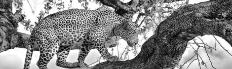 SpottedSpark-Leopard-Tanzania